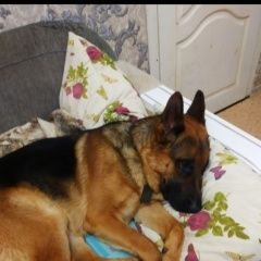 ����: ������� ������ �������� ������� �������� ������ ������ ������ (���)� � �. ������ (���)