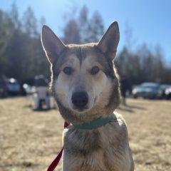 ����: ������� ������ �������-��������� ����� �������� ������ �������� ����� ������ ������� � �. ������