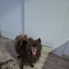 ����: ������� ������ �������� ���� ����������� ������� ������ 29. 03 � ������...� � �. ����������