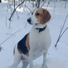 ����: ������� ������  ����������� ����� ������� ������ � �. ���������� �����