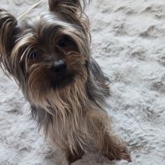 ����: ������� ������ ����������� ������ ��������� ������� ������ ������� � �. ��������