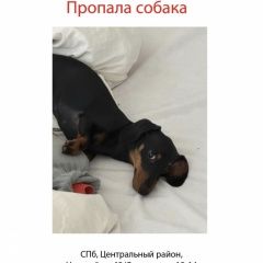 ����: ������� ������  �������� ������ ������ ��������������...� � �. �����-���������