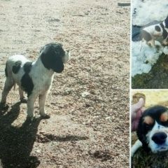 ����: ������� ������ ������������ �����-�������� �������� ������ ������������ ����� ��������,...� � �. �������