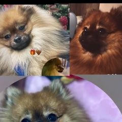 ����: ������� ������ �������� ���� ����� ������� ������ ������� � �. ����