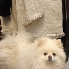 ����: ������� ������ ����������� ���� �������� ������ ������� �� ��������������. ������� � �. �������