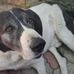 ����: ������� ������ ��������������� ������� �������� ������ ������ �������� ����� ������...� � �. ������ (���)