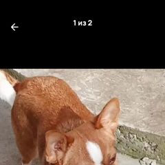 ����: ������� ������ �������� �������� ������ ������ ���������� ��������������...� � �. ���������� �������������� ����