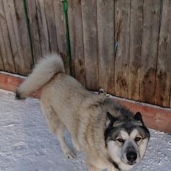 ����: ������� ������ �������-��������� ����� �������� ������ ������ ����� � ���� ���� � �. ����