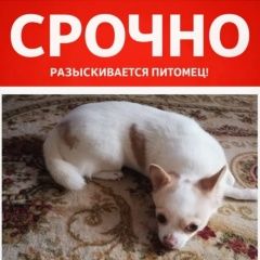 ����: ������� ������ �������� �������� ������ ������ ������� � �. �������