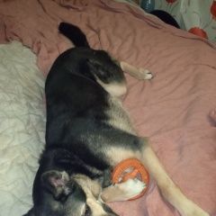 ����: ������� ������  �������� ������ �������� � �. ��������