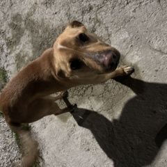 ����: ���������  ��������� ����� ����� ����� � �. �����