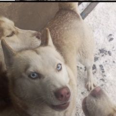 ����: ������� ������ ��������� ����� �������� ������� ������ ���� ����� � �. �������