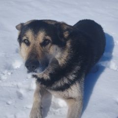 ����: ������� ������  �������� ������ ������ ������ � �. ������