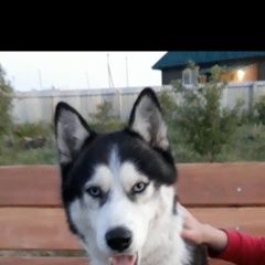 ����: ������� ������ ��������� ����� �������� ������ ������ ������ 17. 03 ��������� � �. ���������