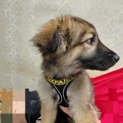 ����: ������� ������  �������� ������� ������ �����, 4 ������ � �. �������