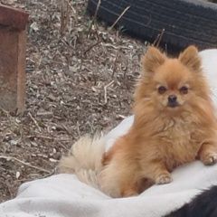 ����: ������� ������ ����������� ���� �������� ������ ������ ������� ����� ����� � �. �����