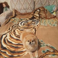 ����: ������� ������ �������� ���� ������������ ������� ������ ������ ���� ��������...� � �. �����������