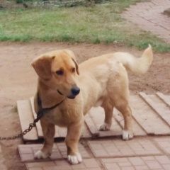 ����: ������� ������  ���������� �������� ������� ������ ������� � �. ��������� ��������