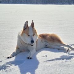 ����: ������� ������ �������-��������� ����� �������� ������ ������ ����� ����-����� ����� � �. �����