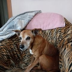 ����: ������� ������  �������� ������ ������ ������ ����� �����...� � �. �����������