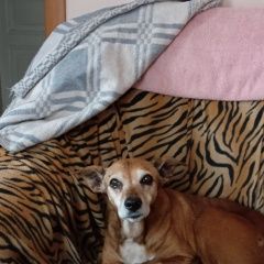 ����: ������� ������  �������� ������ ������ ������ ����� �����...� � �. �����������