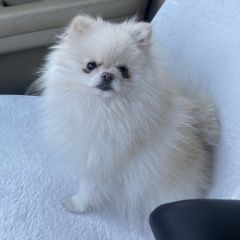 ����: ������� ������ ����������� ���� ����������� ������� ������ � �. ����������