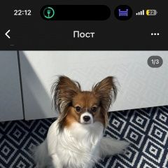 ����: ������� ������ �������� ( �������) ����������� ������� ������ � �. ����������