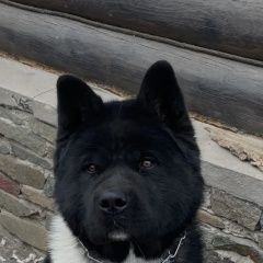 ����: ������� ������  ��������� ������� ������ ������ �����-�����...� � �. ��������