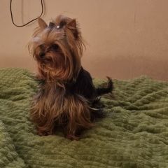 ����: ������� ������ ����������� ������ ������������� ������� ������ � �. ������������