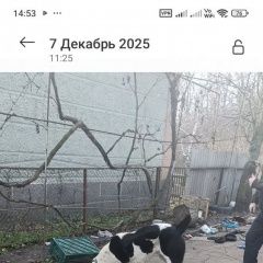 ����: ������� ������  �������� ������ ������, ������ ������ ������...� � �. ��������