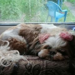 ����: ������� ������ ��-��� �������� ������� ������ ��� ������� � �. �������