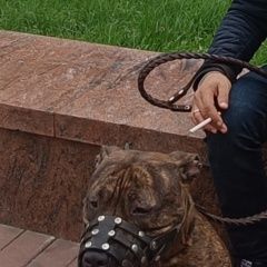 ����: ������� ������ ������������ ��������������� ������ ������������ (����������) ������� ������ �������...� � �. ����������� (����������)