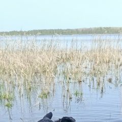 ����: ������� ������ �������� �������� ������� ������� ������ ������� � �. ������