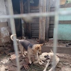 ����: ������� ������  �������� ������� ������ ���������� �������,...� � �. �������