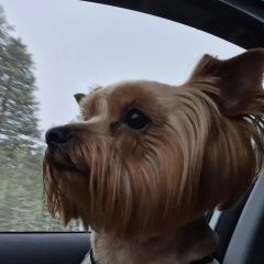 ����: ������� ������  ������� ������� ������ ������ ����� � �. ������