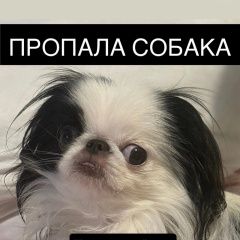 ����: ������� ������ �������� ��� ������-��������� ������� ������ � �. �����-���������