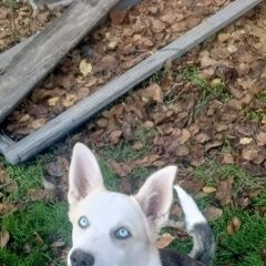 ����: ������� ������  �������� ������ �������� � �. ��������