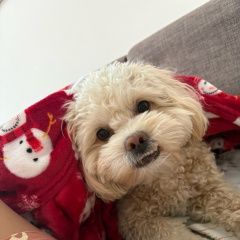 ����: ������� ������ ����������� ������� �������-��-���� ������� ������ ������ �������� � �. ������-��-����