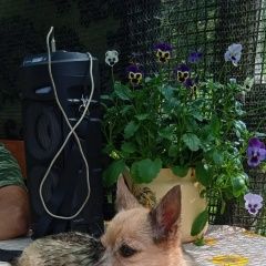 ����: ������� ������  �������� ������ ������ ����� � �. �����