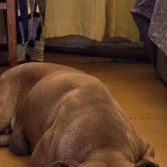 ����: ������� ������  �������� ������ ������ ������ (���)� � �. ������ (���)