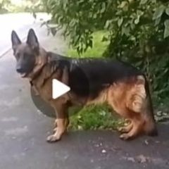 ����: ������� ������ �������� ������� ������������ ������� ������ �������� �������...� � �. �����������