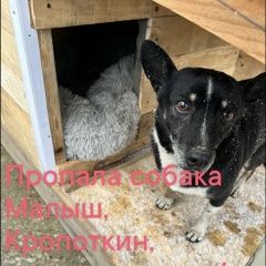 ����: ������� ������  �������� ������ ������ �������� ���������� � �. ���������