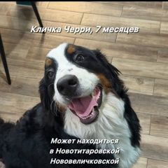 ����: ������� ������ ������� ����������� ���������� �������� ������ ��������� � �. ���������