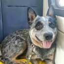 Подробнее об объявлении «Пушкино Пропала собака кобель австралийский хилер» Фото: пропала собака Австралийская пастушья собака «Пушкино Пропала собака кобель австралийский хилер» в г. Пушкино