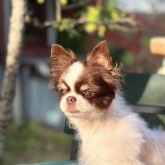 ����: ������� ������  ������-��������� ������� ������ ����� � �. �����-���������