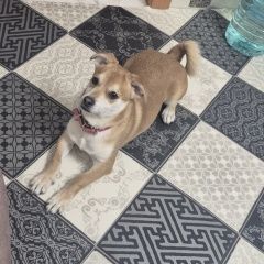 ����: ������� ������  �������� ������ ������ ����� ��� � �. ����� ���
