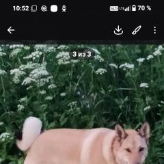 ����: ������� ������  �������� ������. �. � ������� ��������,...� � �. ����������-���������