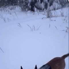 ����: ������� ������ ����������� ������� ��������� ������� ������ ������� � �. ��������