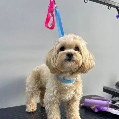 ����: ������� ������  ������������ ������� ������ � �. �����������