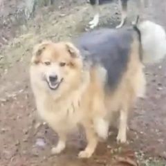 ����: ������� ������  �������� ������� ������ � �. �������